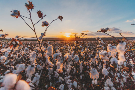 Why Organic Cotton? | onlyethikal